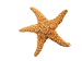 Starfish Decoration